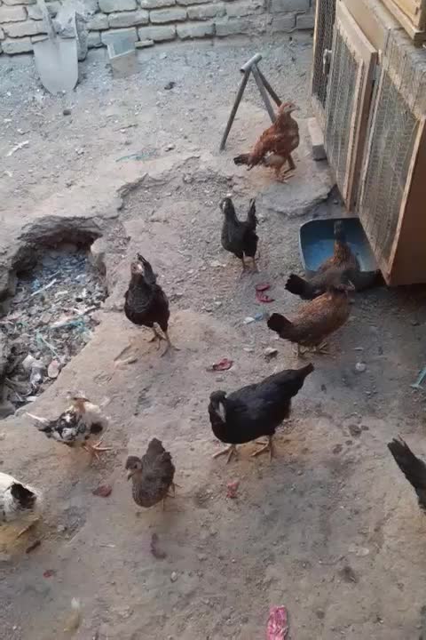 فروشی بصورت نقدی|حیوانات مزرعه|رباطکریم, شهرک صنعتی سبلان|دیوار