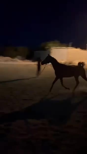 اسب مادیون و کره|اسب و تجهیزات اسب‌سواری|اردکان, |دیوار