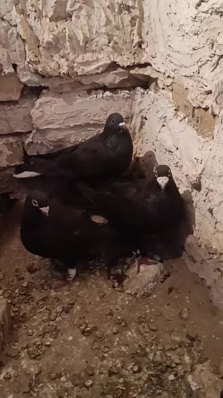 زاغ|پرنده|مشهد, شهرآرا|دیوار