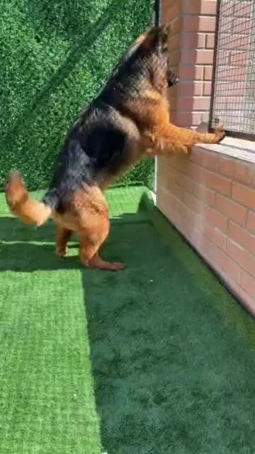 سگ ماده (۲.۵)سالع فوریی ق.یمت استثنایی|سگ|تهران, باغ فردوس|دیوار