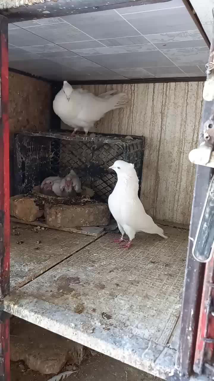 سفید چشم زاغ|پرنده|محمدیه-قزوین, |دیوار