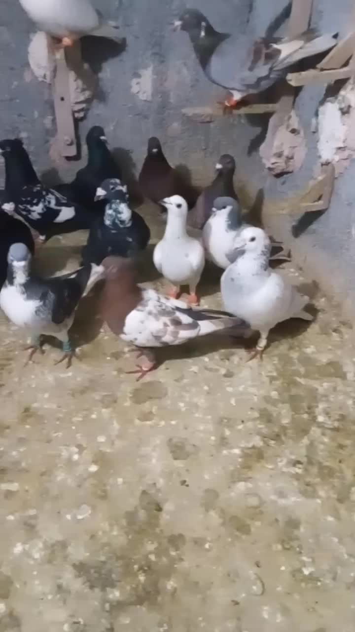 کبوترپرشی|پرنده|اسفراین, |دیوار