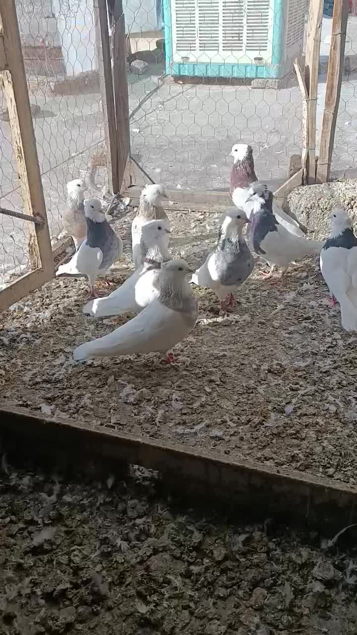 کبوتر طوقی|پرنده|سنندج, |دیوار