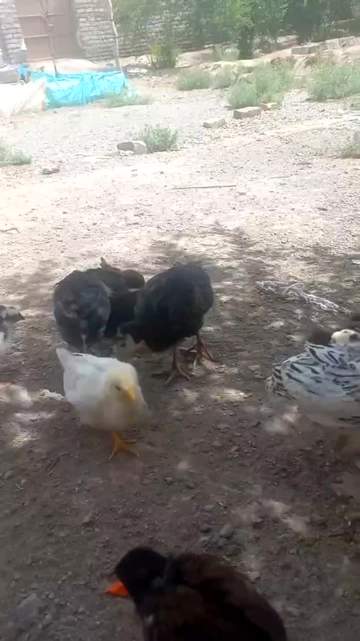 جوجه|حیوانات مزرعه|رشتخوار, |دیوار