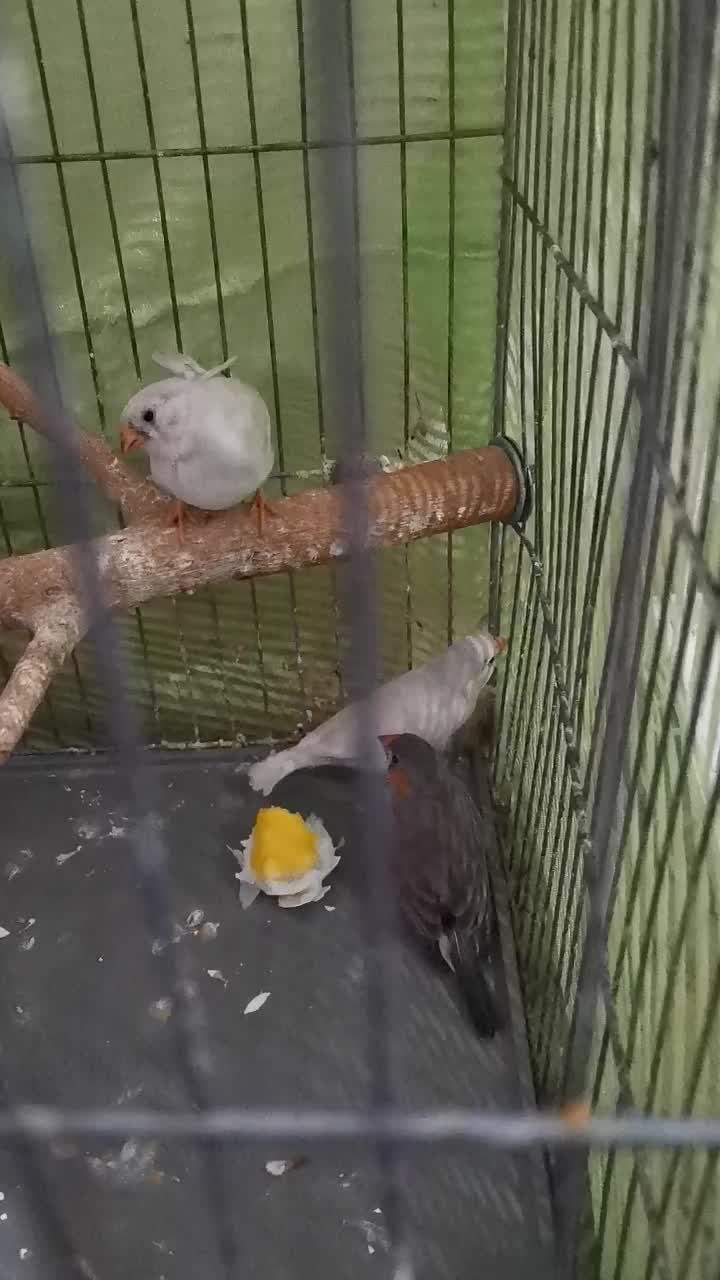 فنچ|پرنده|تهران, شکوفه|دیوار