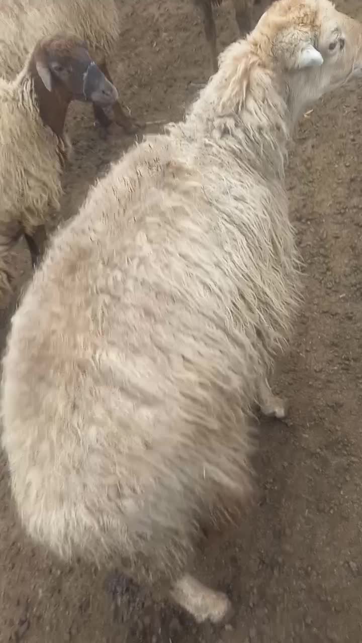 گوسفند|حیوانات مزرعه|گرمادوز, |دیوار