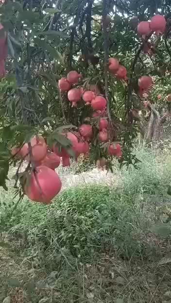 کودهای ارگانیک مادر|گل و گیاه طبیعی|سنندج, |دیوار