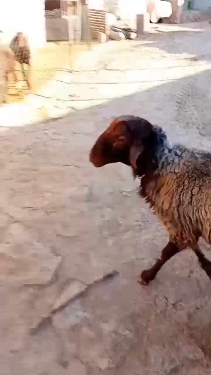 شیشک قوچ مهربانی|حیوانات مزرعه|کوهدشت, |دیوار