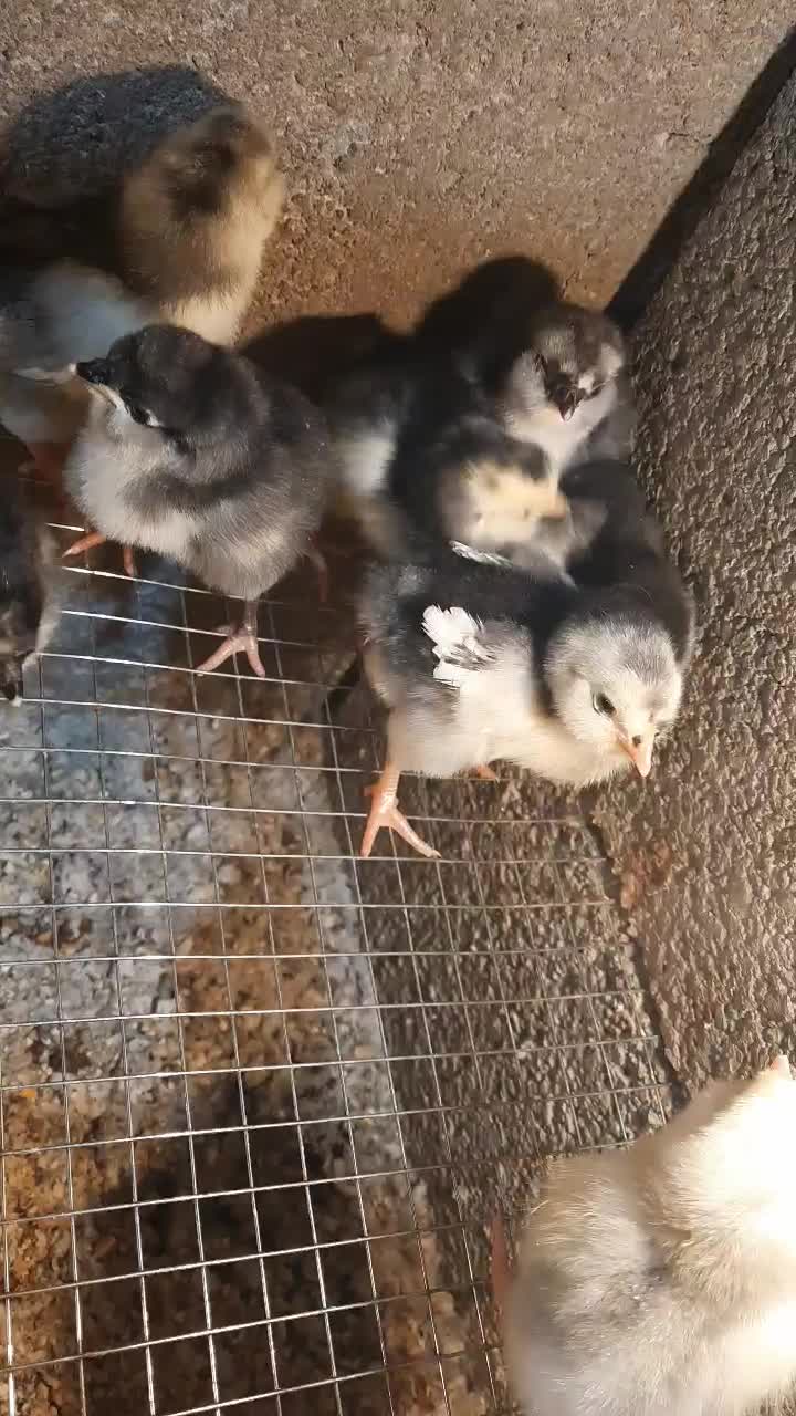 جوجه گلین|حیوانات مزرعه|سیرجان, |دیوار