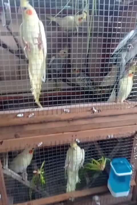 عروس هلندی سالم و جوان|پرنده|رودسر, |دیوار