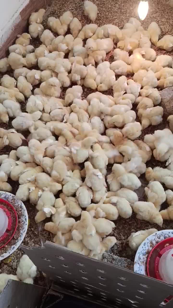 جوجه|حیوانات مزرعه|چناران, |دیوار