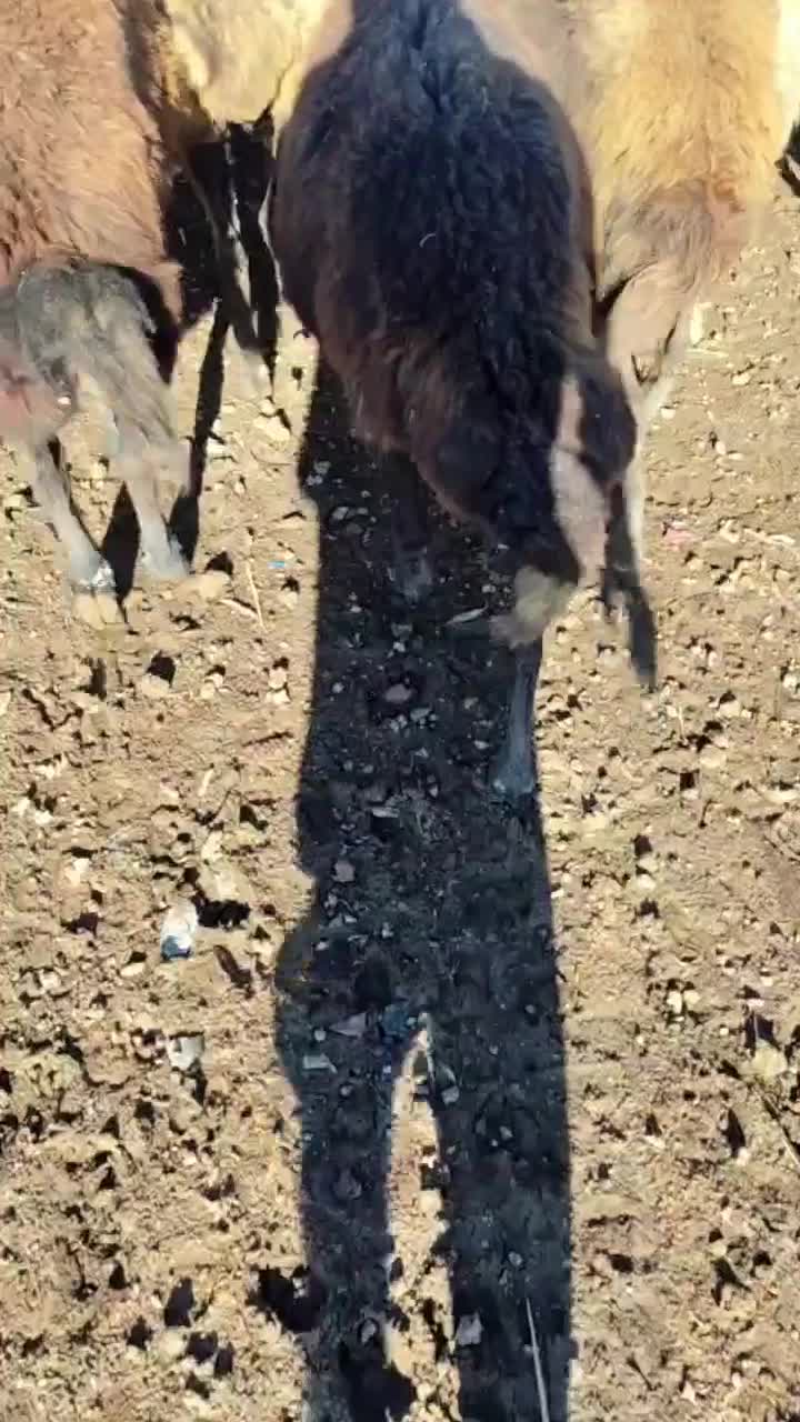 سیاه دم دراز بشرط دوقوزا سنگین آبستن سینه کرد|حیوانات مزرعه|گرگان, |دیوار