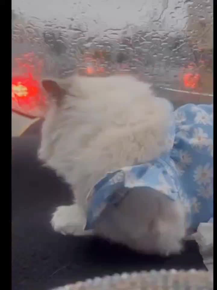 گربه|گربه|اصفهان, دانشگاه اصفهان|دیوار