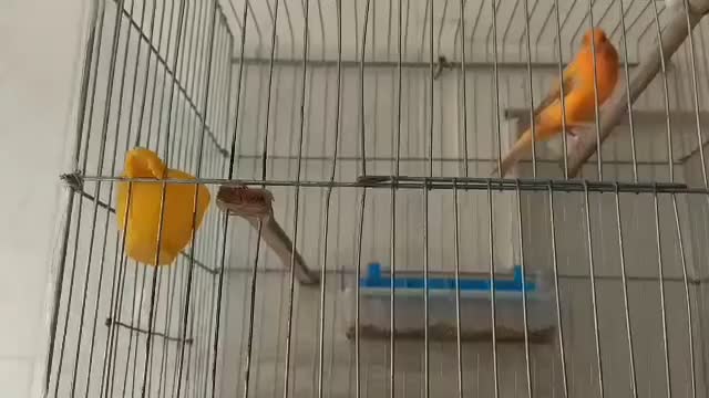 قناری حلقه به پا|پرنده|خورموج, |دیوار