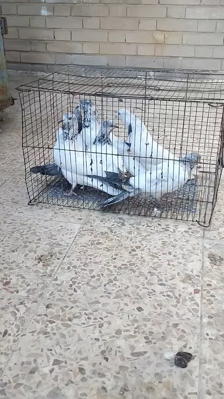 کبوتر شیخی|پرنده|بندر ماهشهر, |دیوار