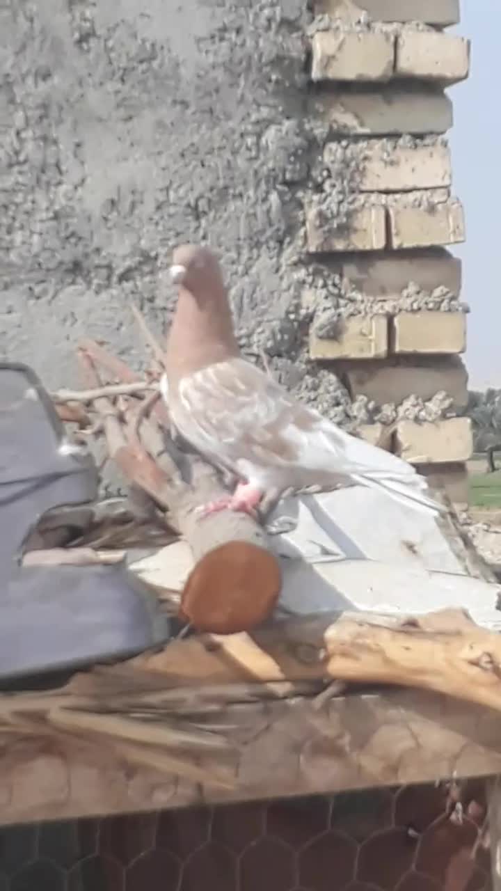 کله زرد عتیقه چش نوف سفید کرفتنی|پرنده|حمیدیه, |دیوار