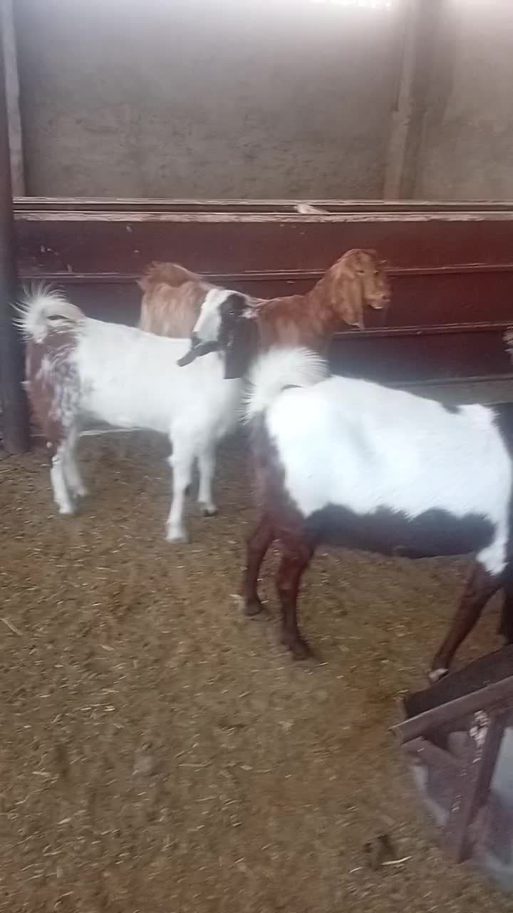 گوسفند|حیوانات مزرعه|داراب, |دیوار