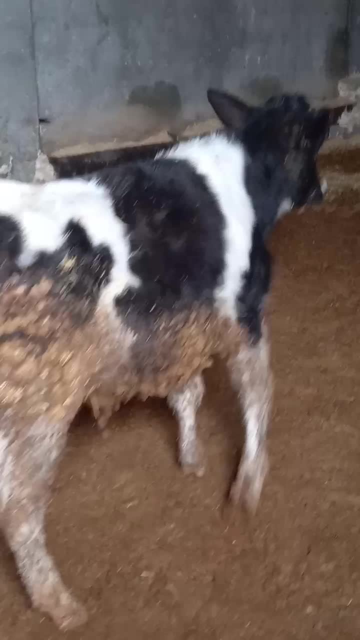 گوساله نر|حیوانات مزرعه|ماهیدشت, |دیوار