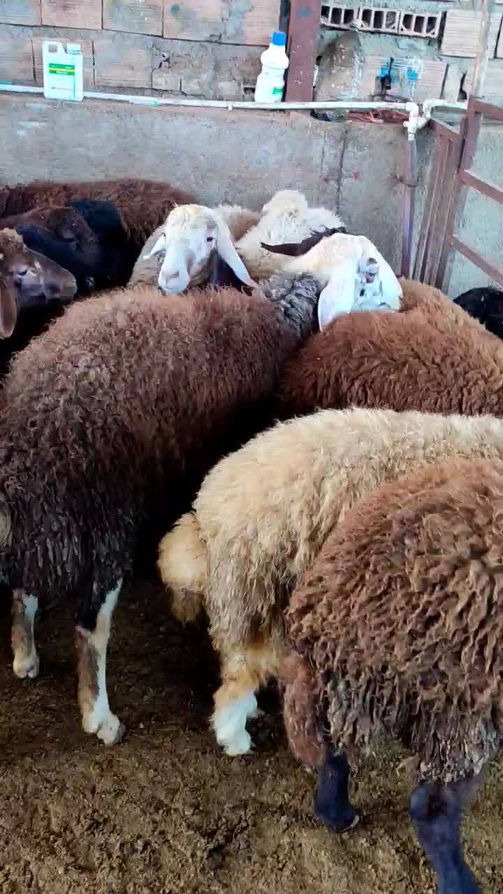 بره نره|حیوانات مزرعه|گرگان, |دیوار