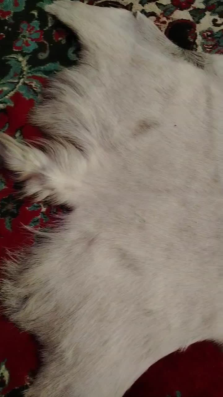 پوست تزیینی طبیعی|صنایع دستی و سایر لوازم تزئینی|اهواز, پردیس|دیوار