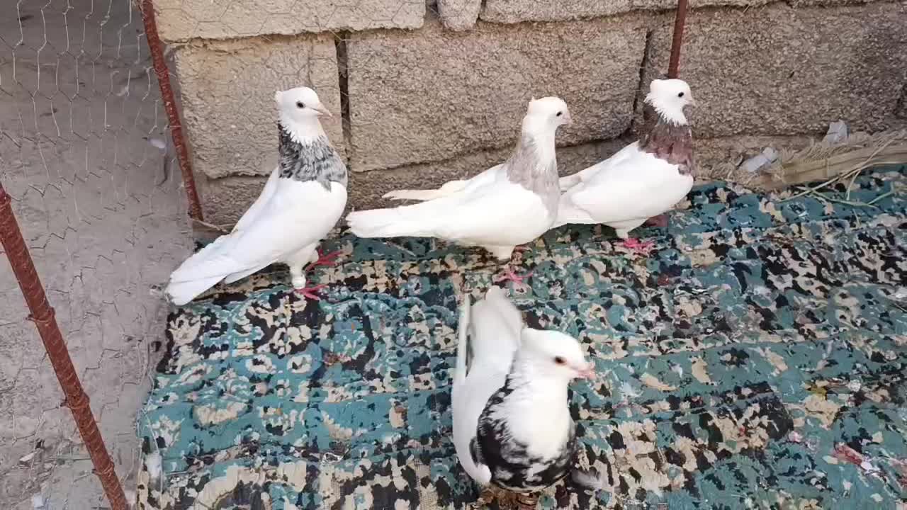 کبوتر توقی|پرنده|شادگان, |دیوار