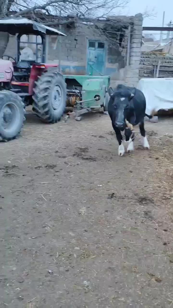 گاو|حیوانات مزرعه|انگوت, |دیوار