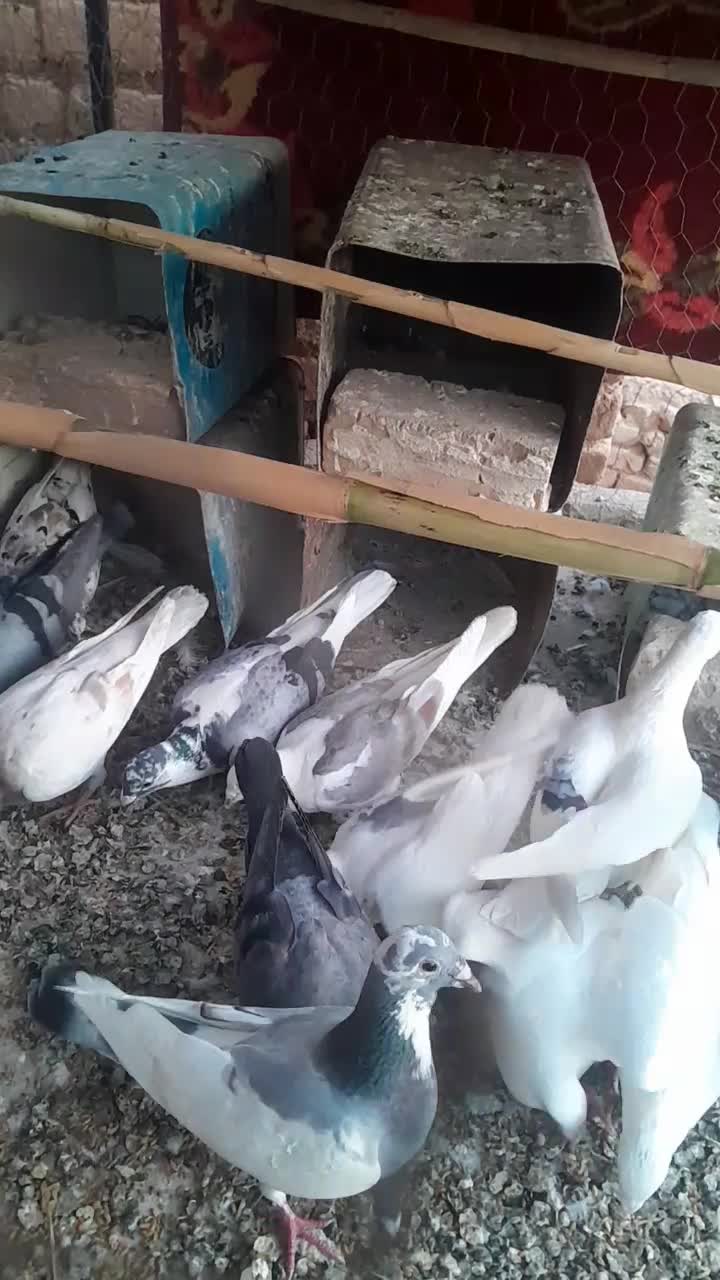 یک کبوتر ابلغ با گلدار گم شده|پرنده|شال, |دیوار