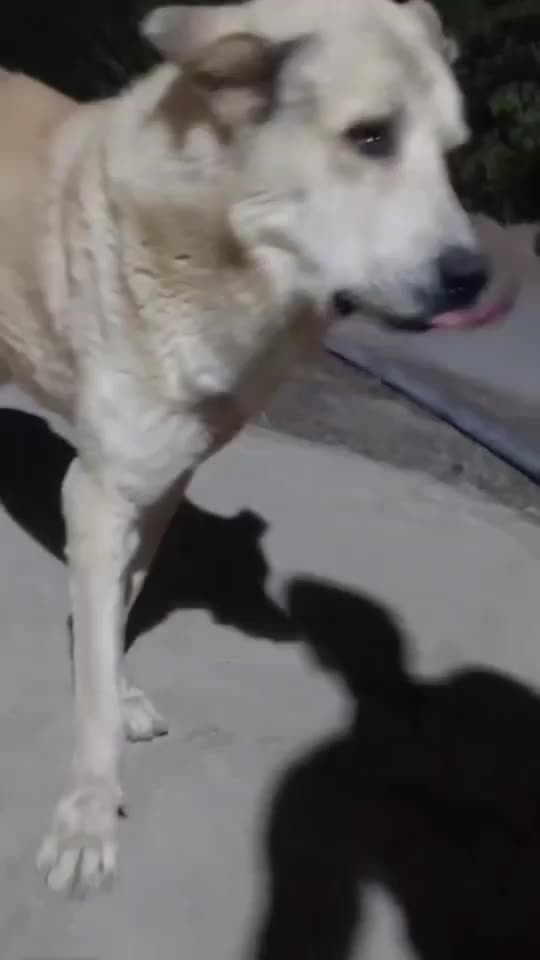 سگ گم شده|سگ|لیلان, |دیوار