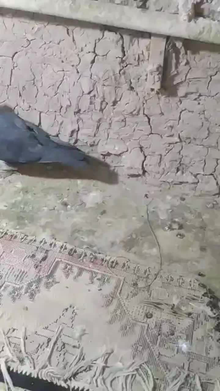 کفتر|پرنده|کرمان, |دیوار