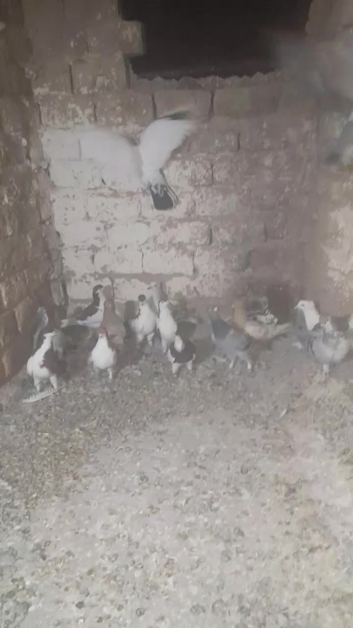 سلام تعدادی کبوتر همه رنگی هوایی|پرنده|مه ولات, |دیوار