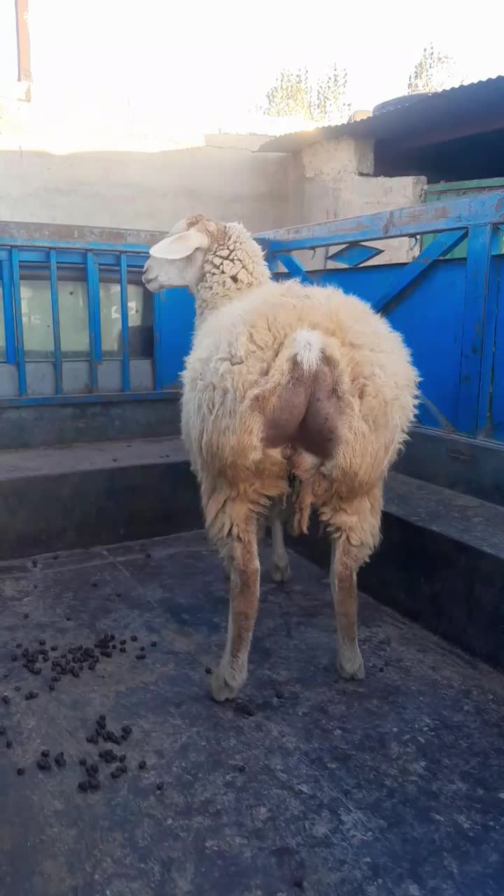 گوسفند ‌شیشک ‌اصل‌مغان‌|حیوانات مزرعه|ارشق, |دیوار