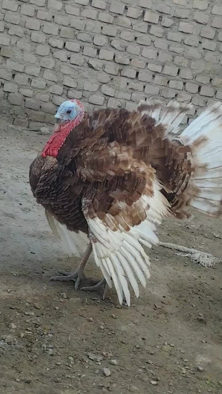 بوقلمون محلی|حیوانات مزرعه|هیرمند, |دیوار