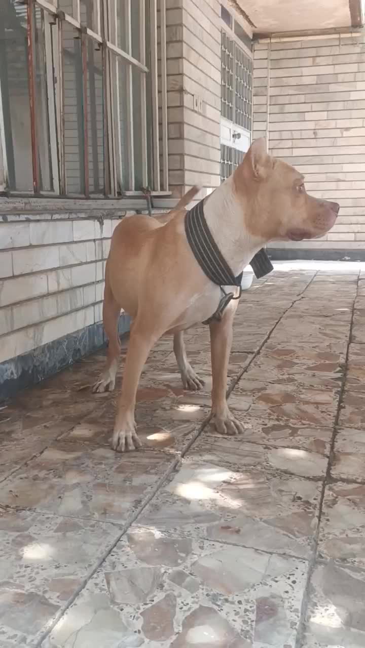 پیتبول نر سگ|سگ|گنبد کاووس, |دیوار