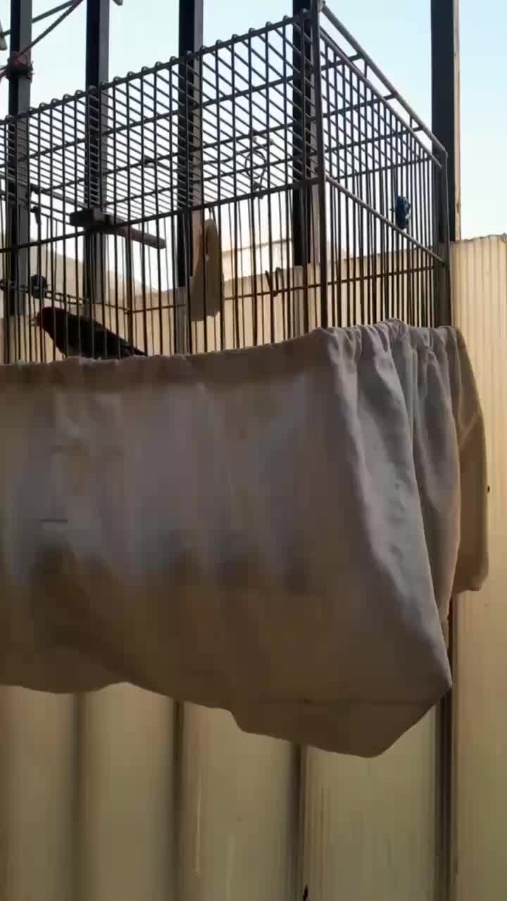 قناری نر و سهره قناری دهن دار|پرنده|تهران, مجیدآباد|دیوار