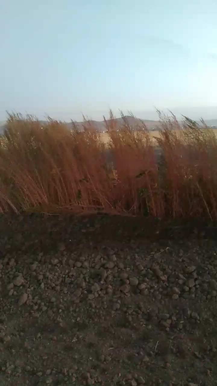 جارو|لوازم نظافت|کرمانشاه, |دیوار
