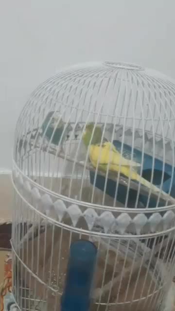 ی جفت مرغ عشق|پرنده|زاهدان, |دیوار