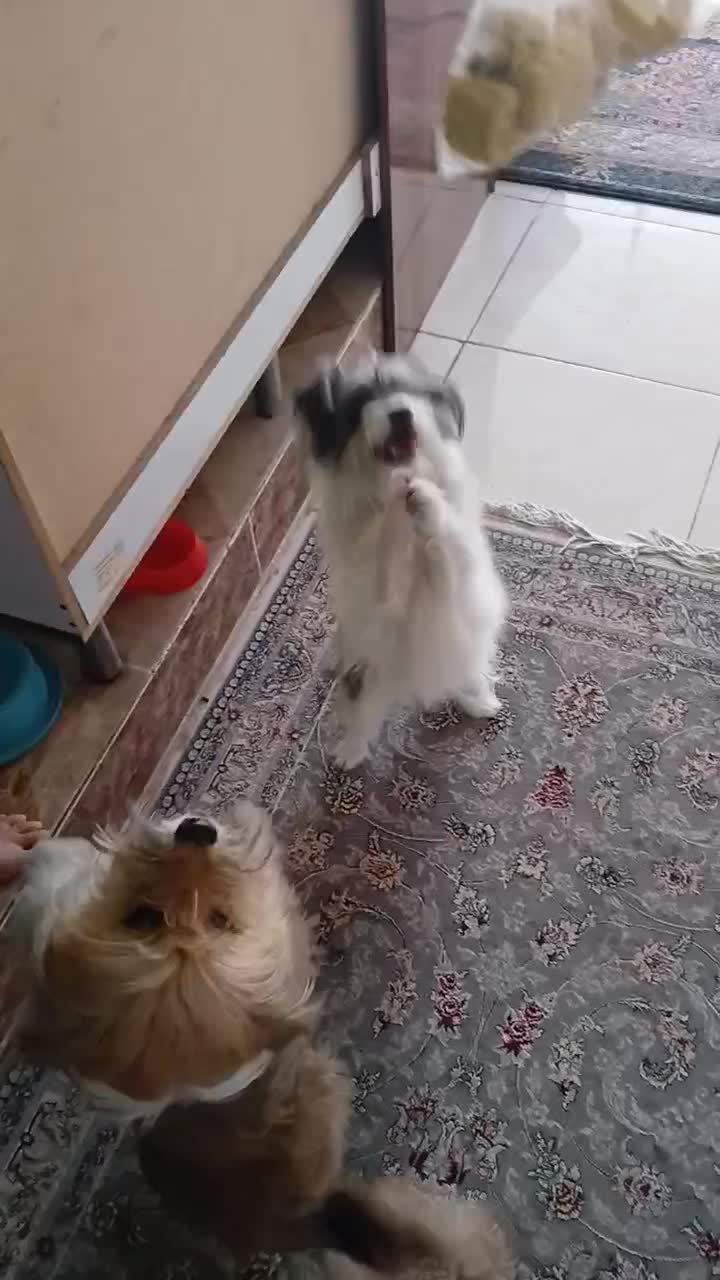 توله ۶ ماه شیتزو|سگ|کرمان, |دیوار