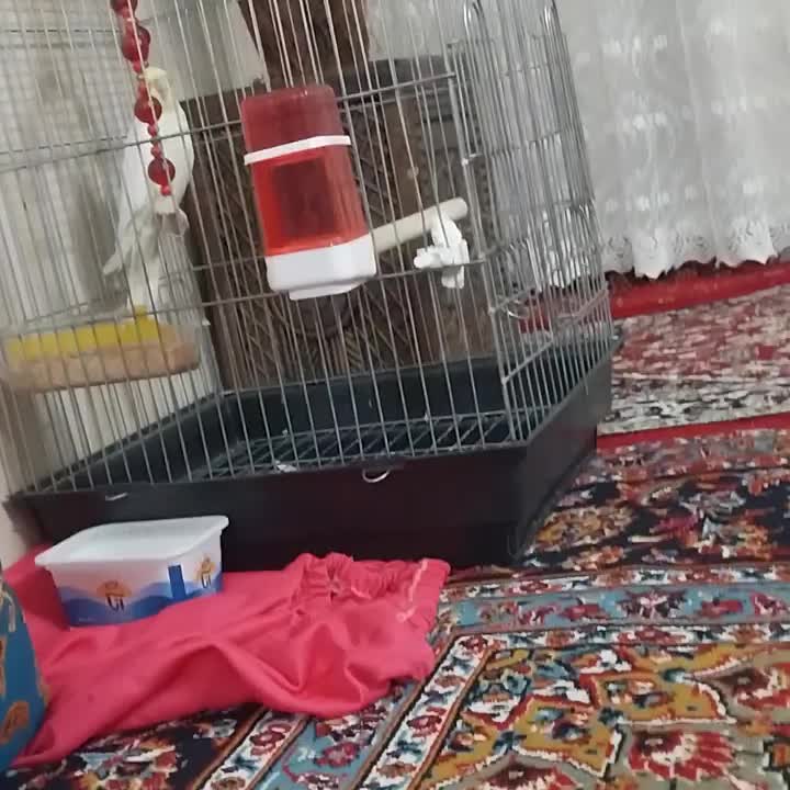 نر خوب|پرنده|قلعه نو, |دیوار