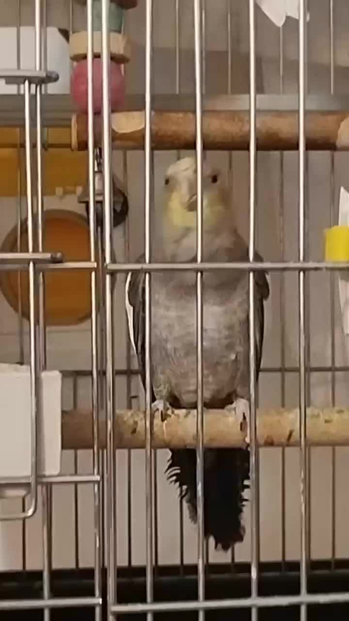 عروس هلندی دو عدد نر سخنگو و یک عدد ماده و قفس|پرنده|ساوه, |دیوار