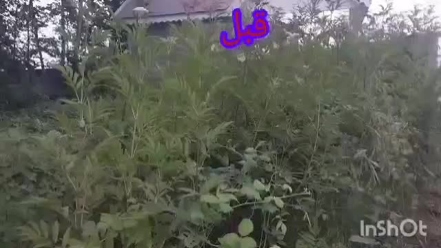 خدمات علف زنی بادستگاه علف زن در زیباکنار و رشت|خدمات باغبانی و درختکاری|رشت, گلسار|دیوار