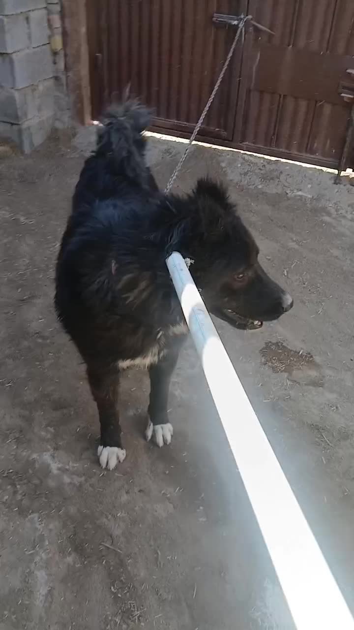 سگ قهدیرجانی|سگ|ورزنه, |دیوار