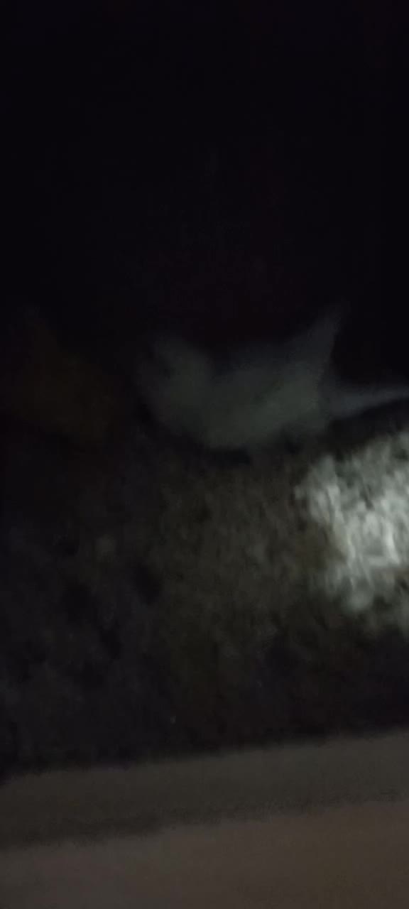 برزیلی مولد|پرنده|ری, دولتآباد|دیوار