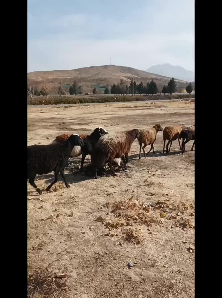 قوچ|حیوانات مزرعه|قروه, |دیوار