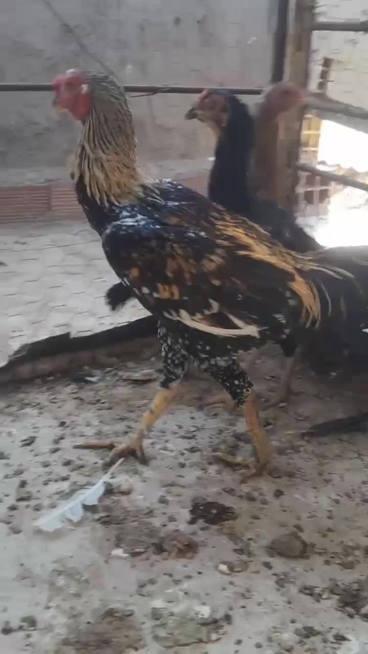 فروش مرغ خروس لاری اوشامووافغان|حیوانات مزرعه|راور, |دیوار