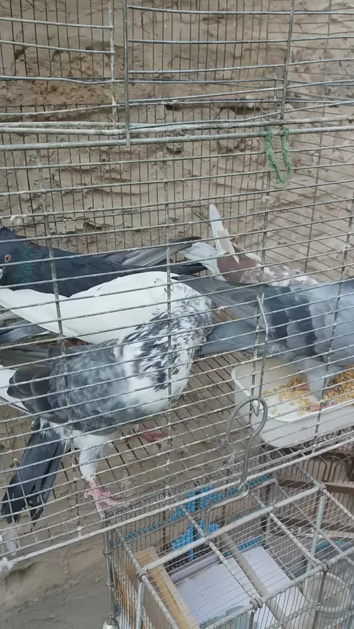 کفتر.کبوتر تهرانی پرشی ساعت دار|پرنده|شهریار, شهرک امیریه|دیوار