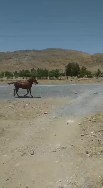 اسب|اسب و تجهیزات اسب‌سواری|گلپایگان, |دیوار