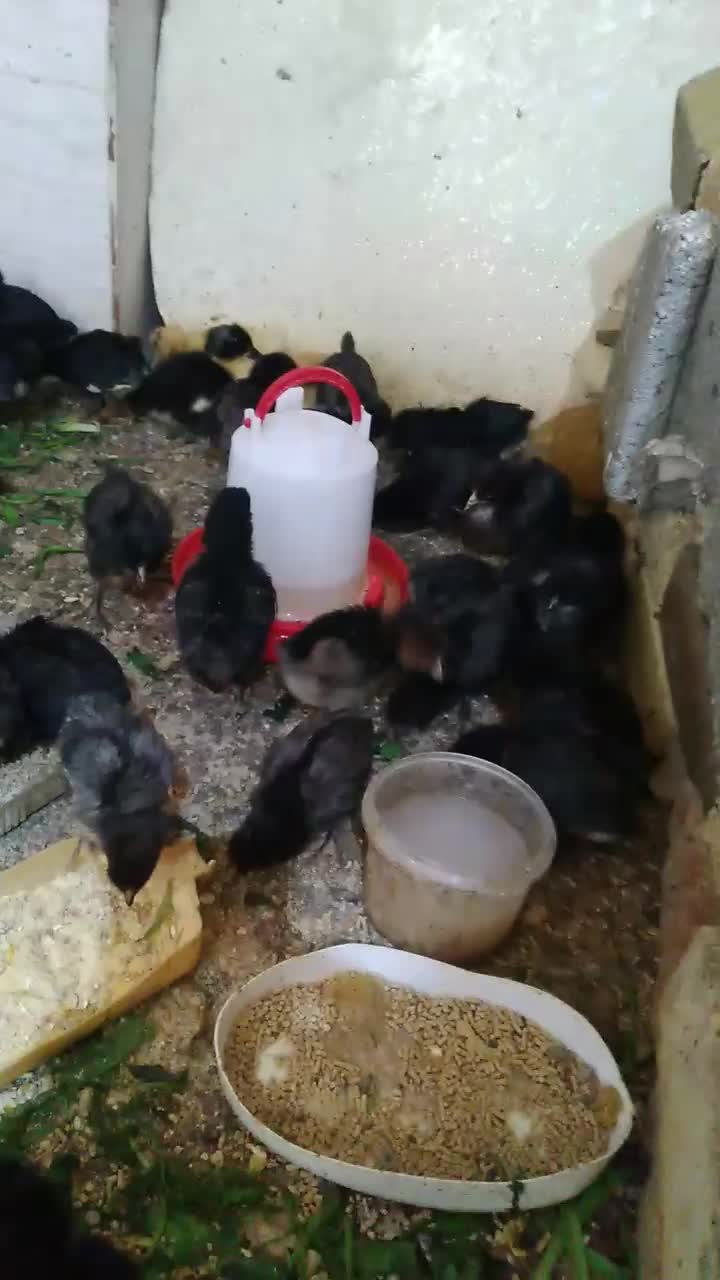 جوجه|حیوانات مزرعه|اهواز, حصیرآباد|دیوار