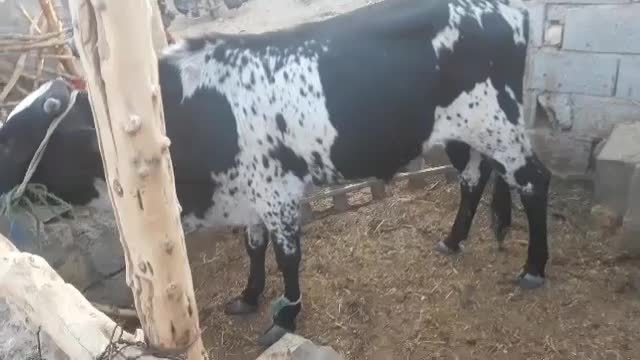 فروش گوساله نر|حیوانات مزرعه|خنج, |دیوار