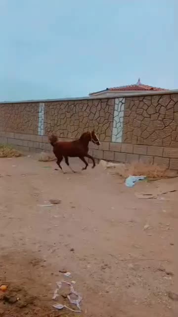 مادیان|اسب و تجهیزات اسب‌سواری|ریگ, |دیوار