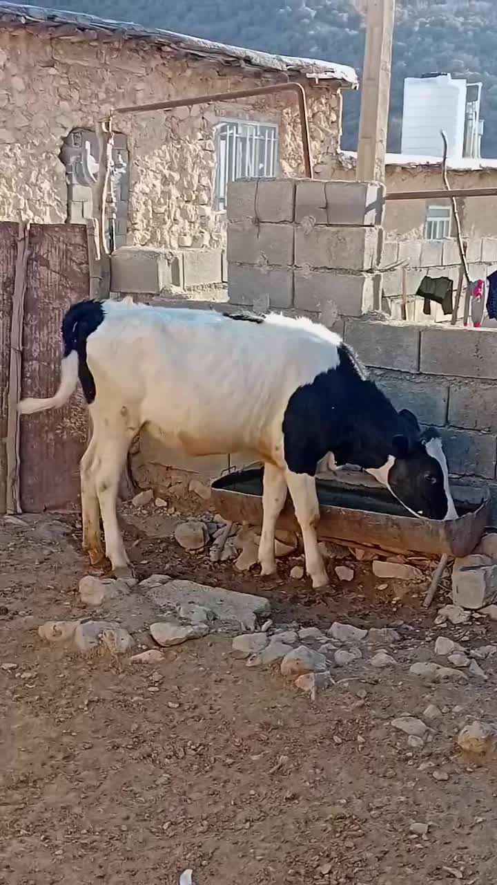 تلیسه مونت اصل واقعآ نژادش اصل|حیوانات مزرعه|لوداب, |دیوار